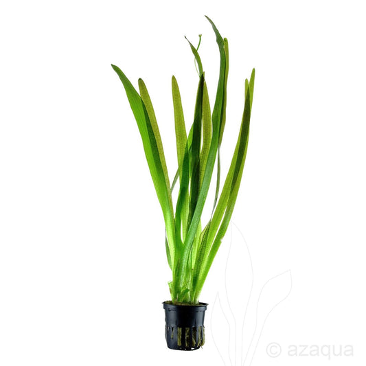 Valisnaria Americana Pot Plant