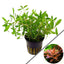 Proserpinaca palustris pot plant (mermaid weed)