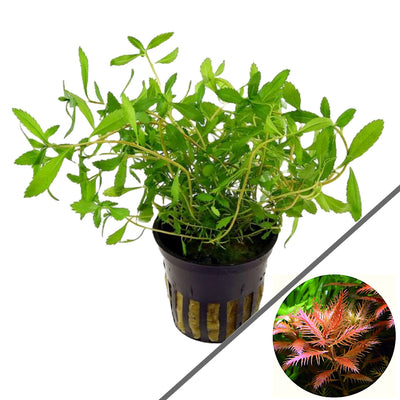 Proserpinaca palustris pot plant (mermaid weed)