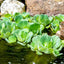 Water Lettuce Floating Plant