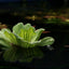 Water Lettuce Floating Plant