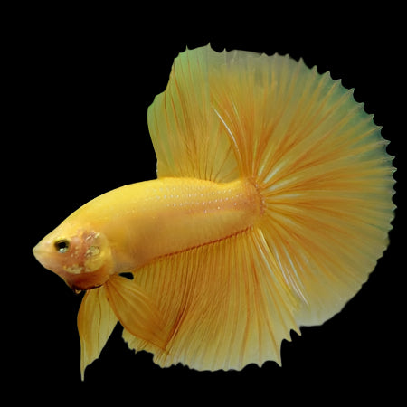 HALFMOON YELLOW BETTA