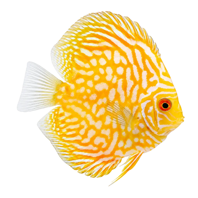 Yellow Pigeon Discus Fish
