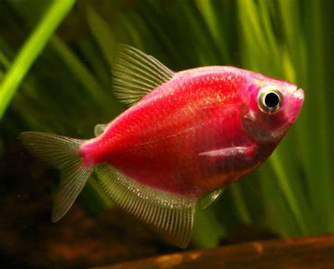 Flashy Fish Glow/Neon Fluorescent Tetra Fish for Aquarium β Aquatic Vision Aquarium